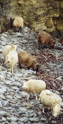 North Ronaldsay wethers & rams scavenging for seaweed on the rocky shore.