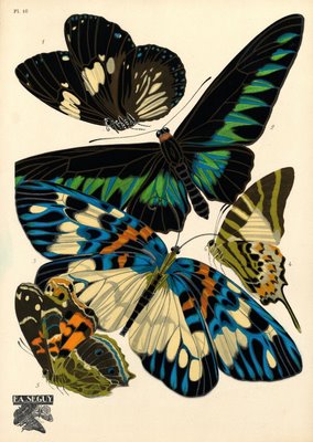 insects: butterflies and beetles