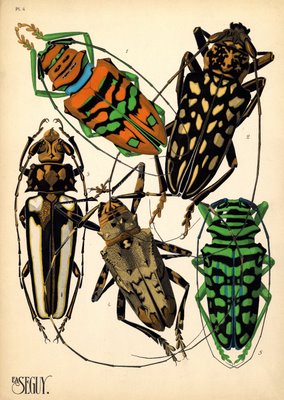 pochoir insect prints