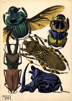 insect prints by E. A. Séguy