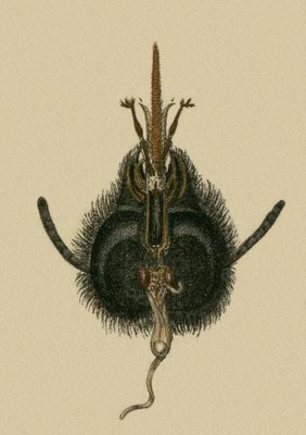 Schaeffer - Abhandlungen von Insecten e