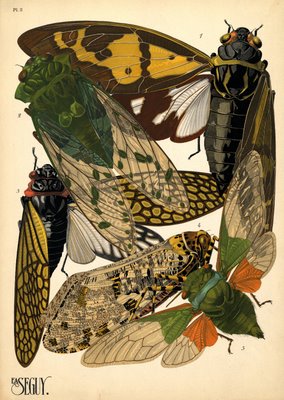 insect pochoir prints by E. A. Séguy