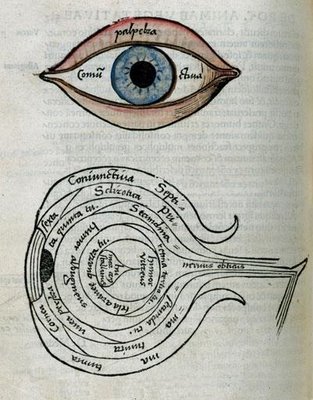 Ocular Anatomy