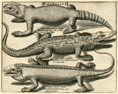 Crocodile and Iguanas