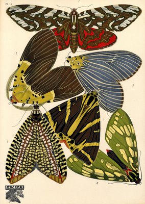 1920s insect print