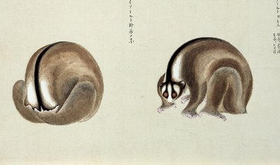 Japanese mammal