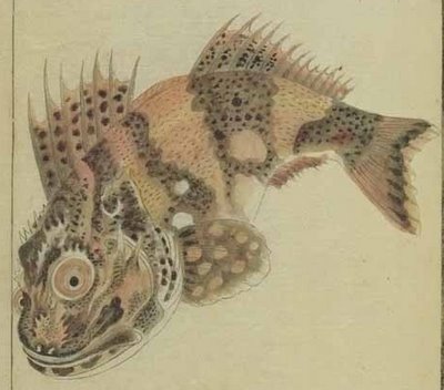strange fish from rare Japanese book