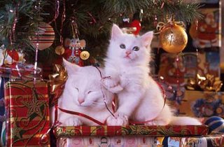 christmascats.jpg