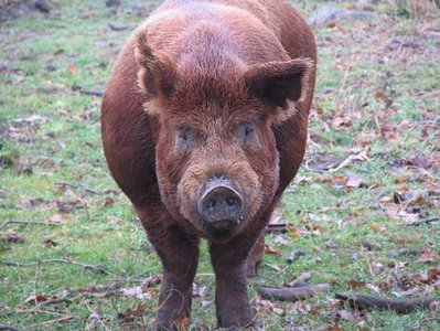 big red female pig with scalloped curvy ears