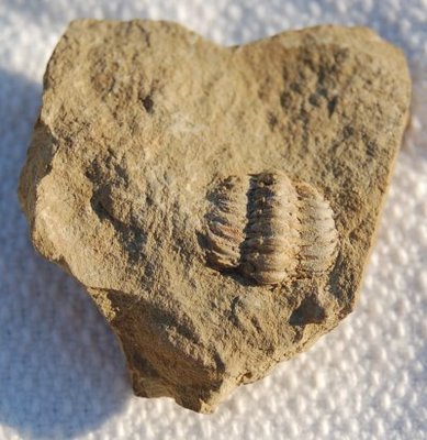 My West Virginian trilobite