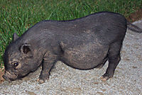 picture of a stray pig in salawikain