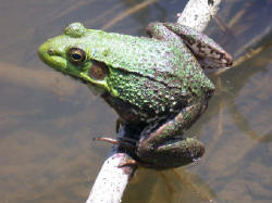 picture of a frog for bugtong-filipinosongsatbp.blogspot.com