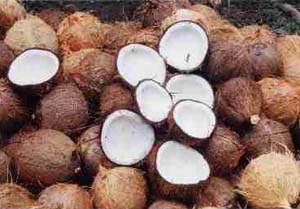 image of coconuts for bugtong-filipinosongsatbp.blogspot.com