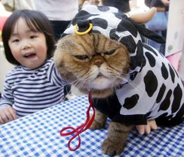 cat-in-a-cow-suit