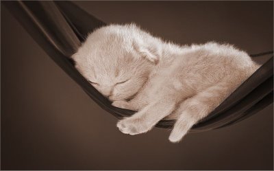 picture of a cat sleeping