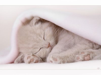 picture of a kitten sleeping