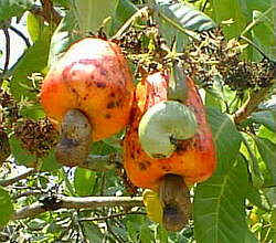 image of cashew nutsfor bugtong