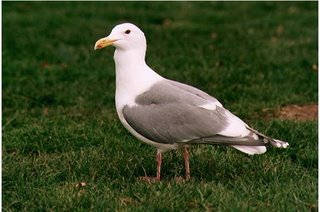Seagull in a living state