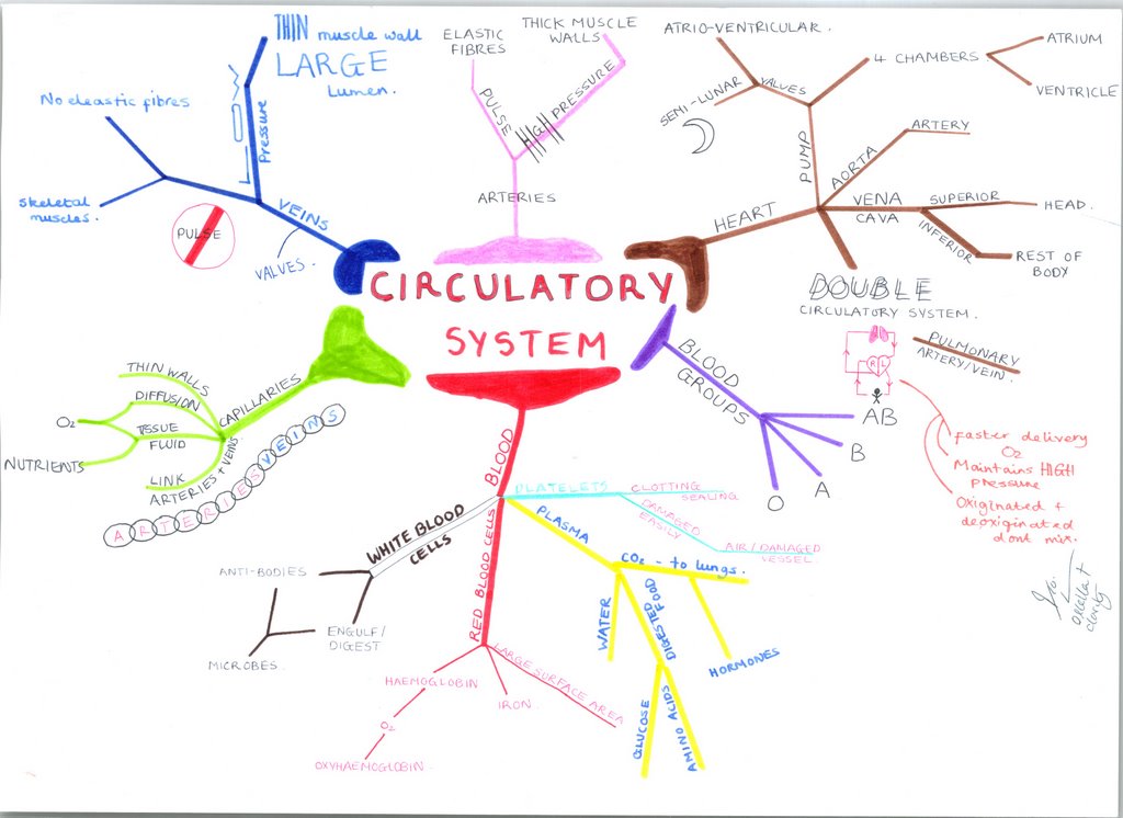 Circulatory System Mindmap Mind Map Biology Notes Circulatory System ...