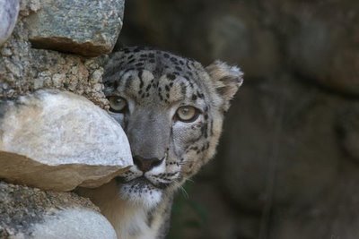 snow leopard, Naini Tal zoo