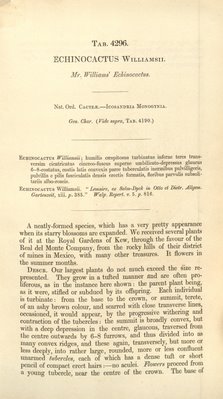 Curtis’s Botanical Magazine – plate 4296, Lophophora williamsii, Description p1
