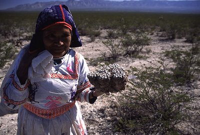 Huichol woman holding large peyote, Wirikuta
