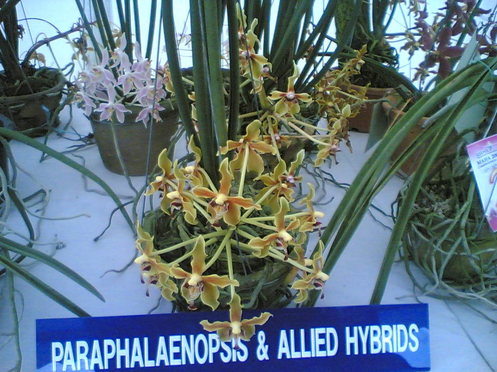 jaketbiru bunga  orkid  di MAHA06