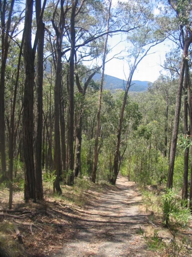 TRACKS, TRAILS AND COASTS NEAR MELBOURNE : Henderson Hill Walking Track