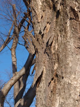 Kiiのblog 乾燥肌の ケヤキの大木