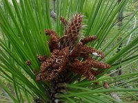 Estróbilus masculino de Pinus tropicalis, endémica de Pinar del Río e Isla de la Juventud, Cuba