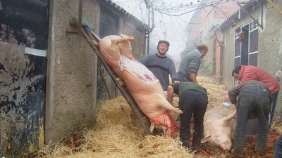 Repare que enquanto o primeiro porco a morrer já está erguido, o outro passa, ainda, pelo processo de limpeza de pele