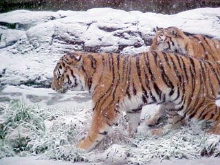 Otro atractivo de Siberia también es su espectacular tigre siberiano