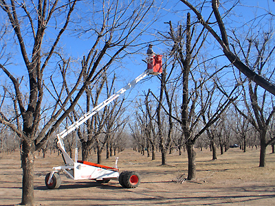 Pecan Pruning - Rideable Arm
