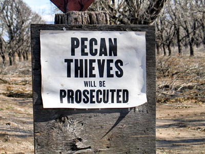 Pecan Thieves Will Be Prosecuted