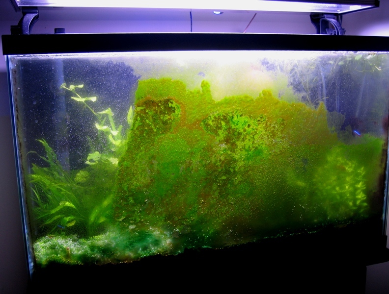 Aquarium Algae ID (updated May6th '10 Surface Skum): June 2006 - Joe%20Aliperti%201