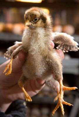 weird chicken have 4 legs