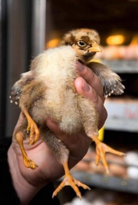 chicken born with four leg