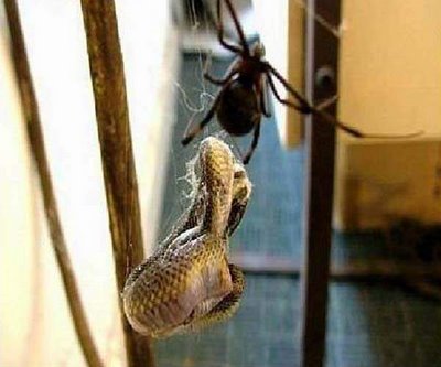 the snake was crimped in spider's lair. it just made a big mistake