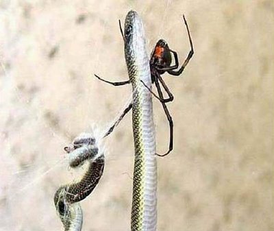 a snake trying to get a spider for its meal. Unfortunately it has to confront a deadly spider. snake and spider fight begin