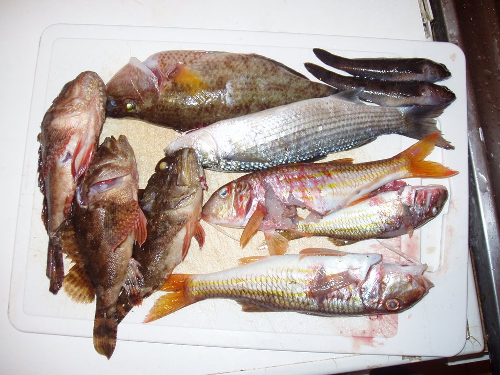 とりだめた写真 魚編 とりだめた写真 魚編