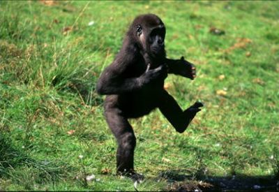 Gorilla running away