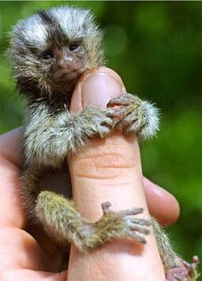The Smallest Monkey
