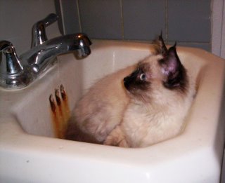 Miss Mimi in Sink
