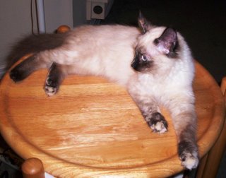 Miss Mimi on the Table