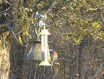 red-bellied woodpecker