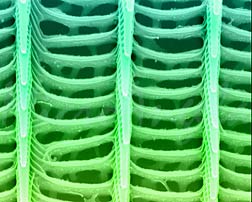 A scanning electron micrograph of a butterfly's wing scale - Tina Weatherby Carvalho.