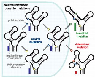 A Neutral Network of Four RNA Secondary Structures, with One Member Connected to Two Sequences outside the Network, One with Lower, and One with Higher Fitness