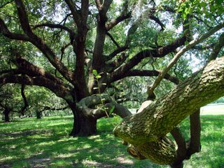 Live Oak in New Orleans
