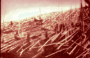 Trees supposedly felled by the Tunguska blast. Photograph from Kuliks 1927 expedition