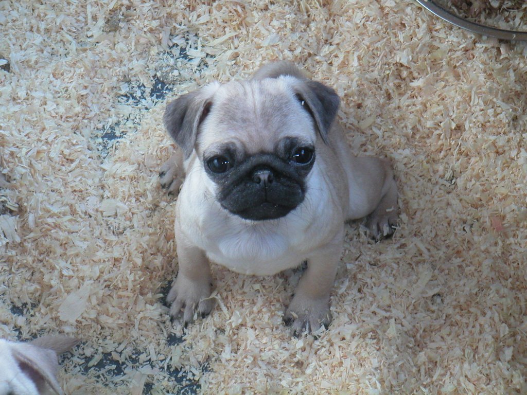 Mops